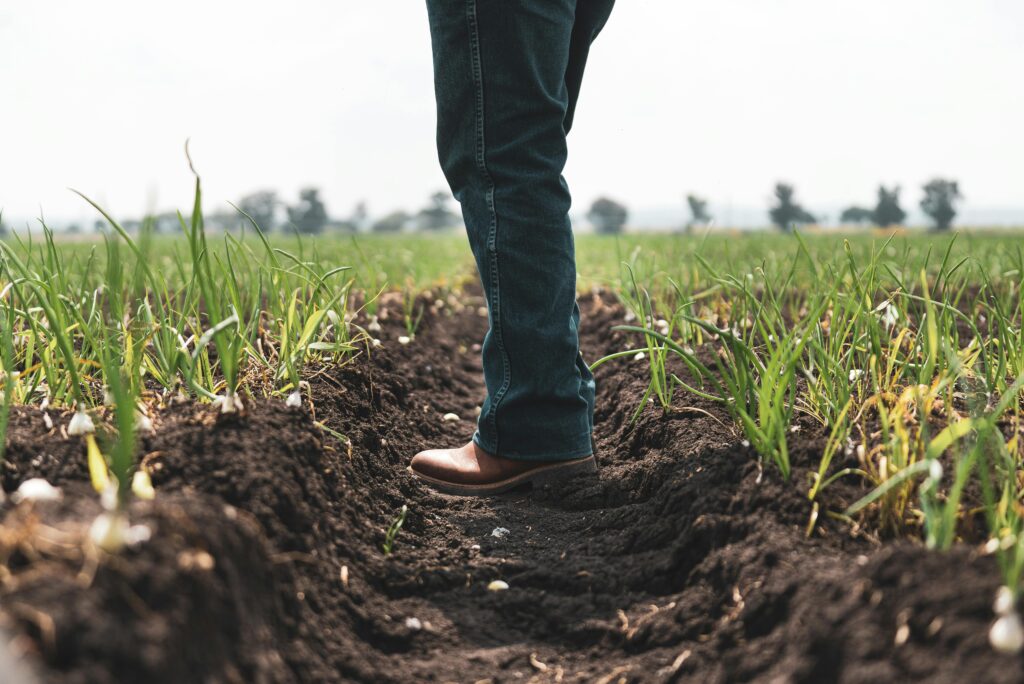 A Side View of Legs Standing on Field with Planted Vegetables 